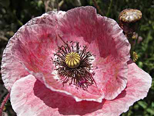 rhoeas poppy